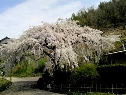 しだれ桜を見に