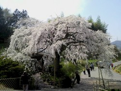 しだれ桜を見に