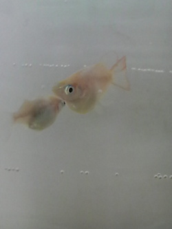 かわいいめだか