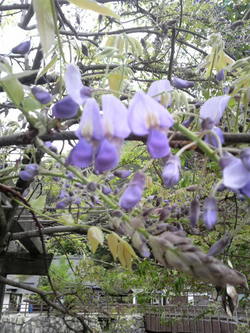 ふじの花が咲きました