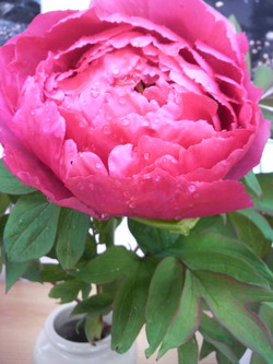 牡丹の花