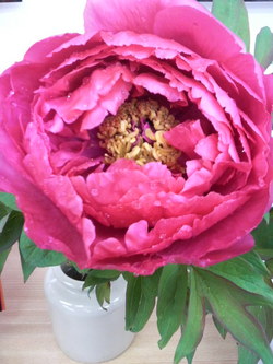 牡丹の花