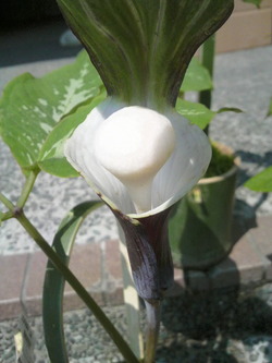 マニアにはたまらないかも～
