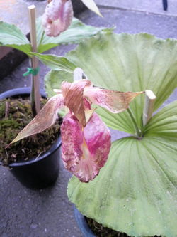 くまがい草です