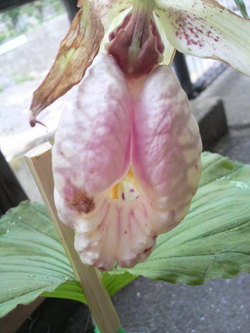 くまがい草です
