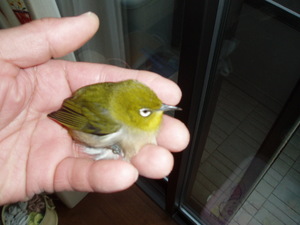 メジロが・・・