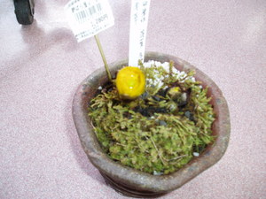 福寿草！