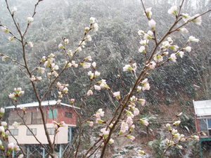 さくらと雪！
