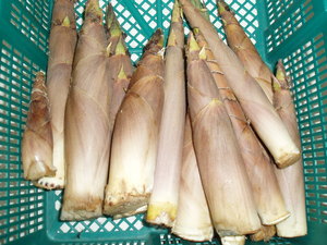 たけのこ（淡竹）