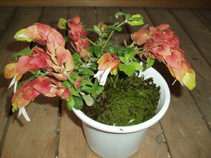 こえび草