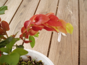 こえび草