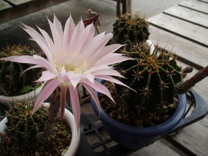 サボテンの花