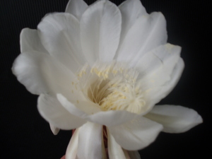 月下美人の花を焼酎漬けに！