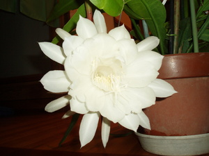 月下美人の花！