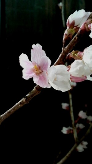 二色の花びら