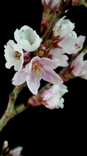 二色の花びら