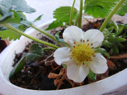 いちごの花