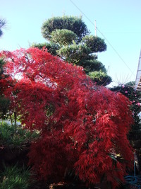 我が家の紅葉!!
