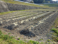 竹粉・油粕施肥!!