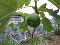 季節外れの無花果!!