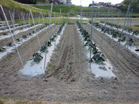 草刈り・中耕・支柱立て作業!!