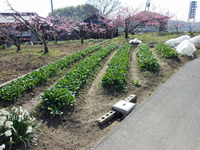 無農薬野菜!!