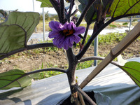 開花後25日で収穫!!
