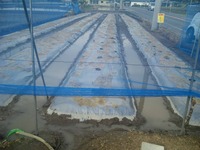 大雨本圃洪水!!
