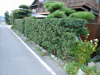 山茶花刈込!!