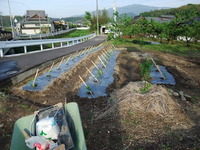 三豊なす定植!!