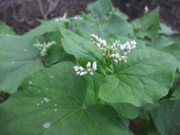 蕎麦の花!!