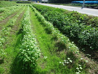 通学路草刈り!!