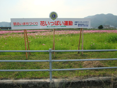 コスモス祭り!!