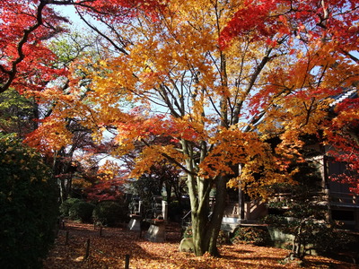 法泉寺の紅葉!!