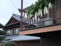 大根の収獲!!