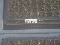実生苗・発芽率80%