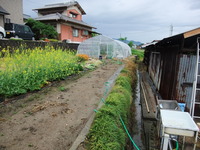 大苗にも蕾が!!