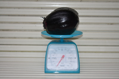 一番なり590ｇ!!