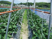 除草剤　!!