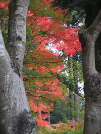 紅葉の名所「久安寺」!!