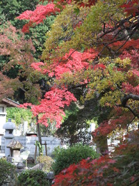 紅葉の名所「久安寺」!!