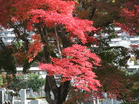 紅葉の名所「久安寺」!!
