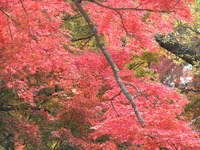 紅葉の名所「久安寺」!!