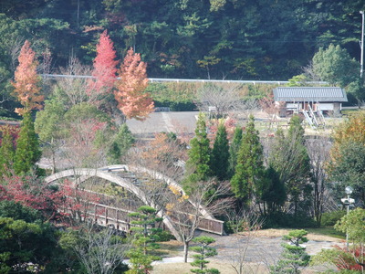 香川用水記念公園 !! 見ごろ