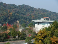 香川用水記念公園 !! 見ごろ