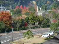 香川用水記念公園 !! 見ごろ
