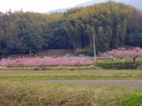 桃の花見!!