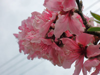 桃の花見!!