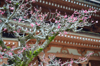 厳金山　宝厳寺!!