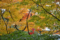 雨の兼六公園!!